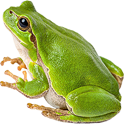 European Green Frog